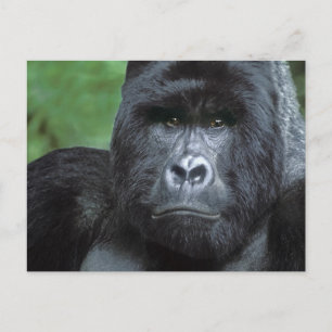 Cartão Postal Zaire, Parque Nacional Virungas. Retrato de