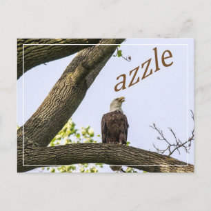 Cartão Postal Zazzle Valley Visions