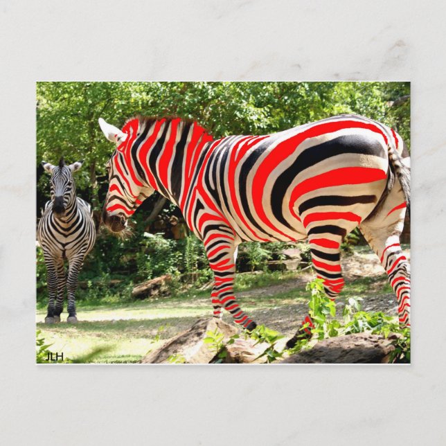 Cartão Postal Zebhuh? por JLH (Frente)