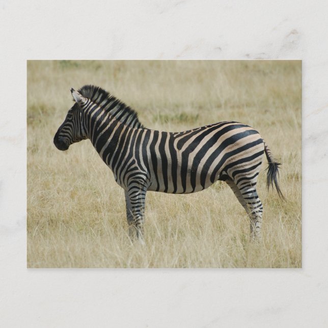 Cartão Postal Zebra (Frente)