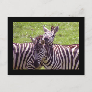 Cartão postal Zebra