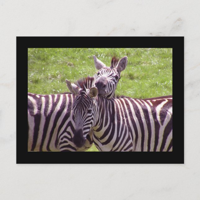 Cartão postal Zebra (Frente)
