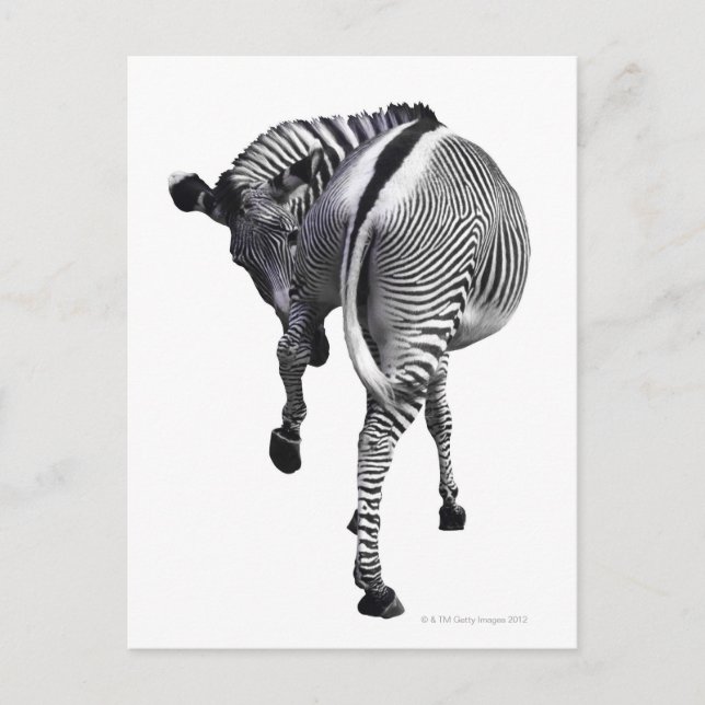 Cartão Postal zebra (Frente)