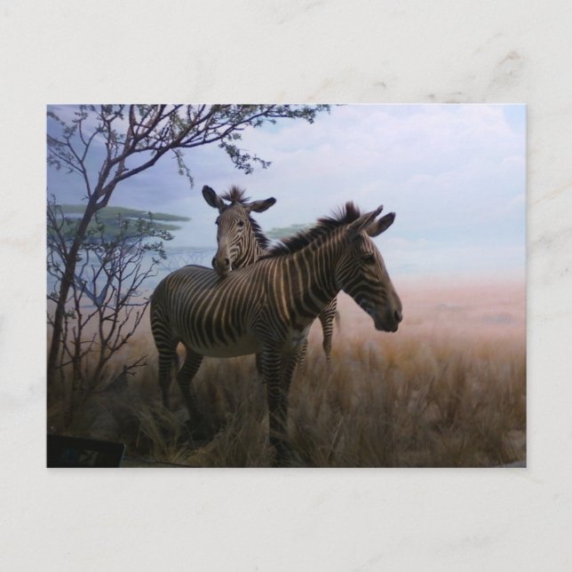 Cartão Postal Zebra (Frente)