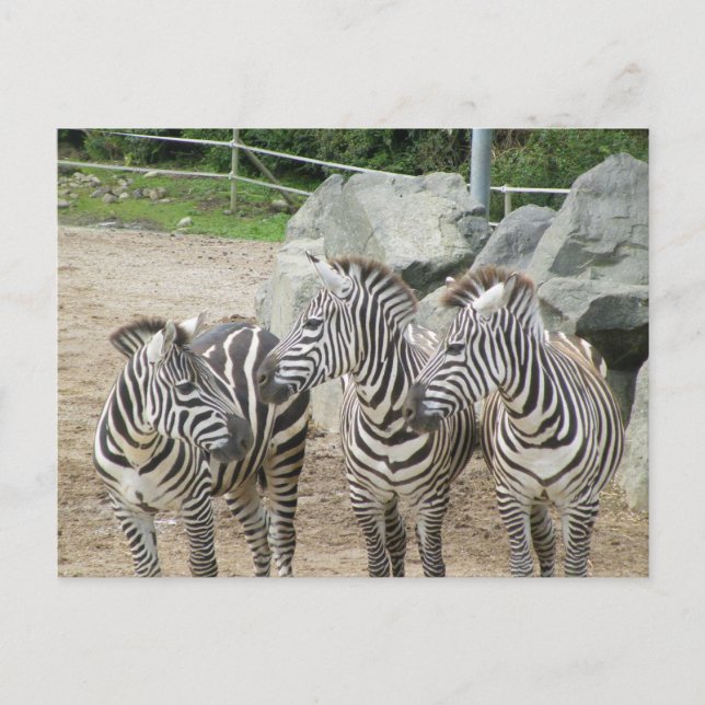Cartão Postal zebra (Frente)