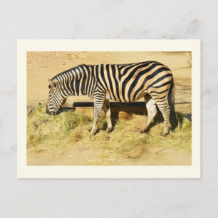 Cartão Postal Zebra