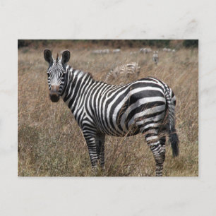 Cartão Postal zebra
