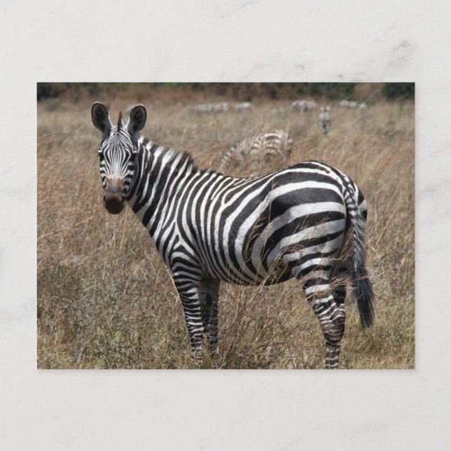 Cartão Postal zebra (Frente)