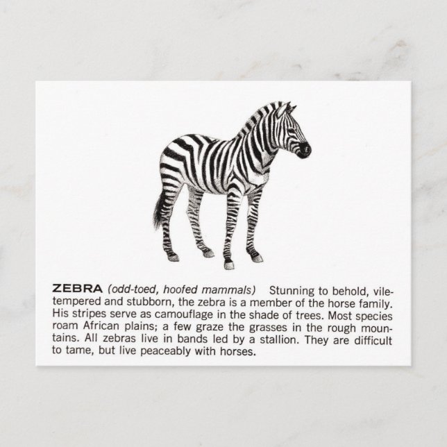 Cartão Postal zebra (Frente)
