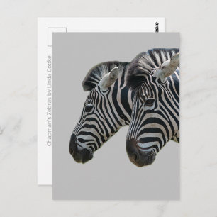 Cartão Postal Zebra
