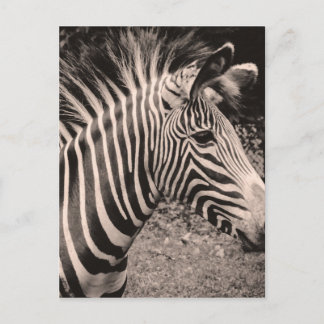 Cartão Postal Zebra