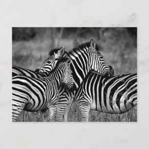 Cartão Postal Zebra