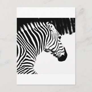 Cartão Postal Zebra