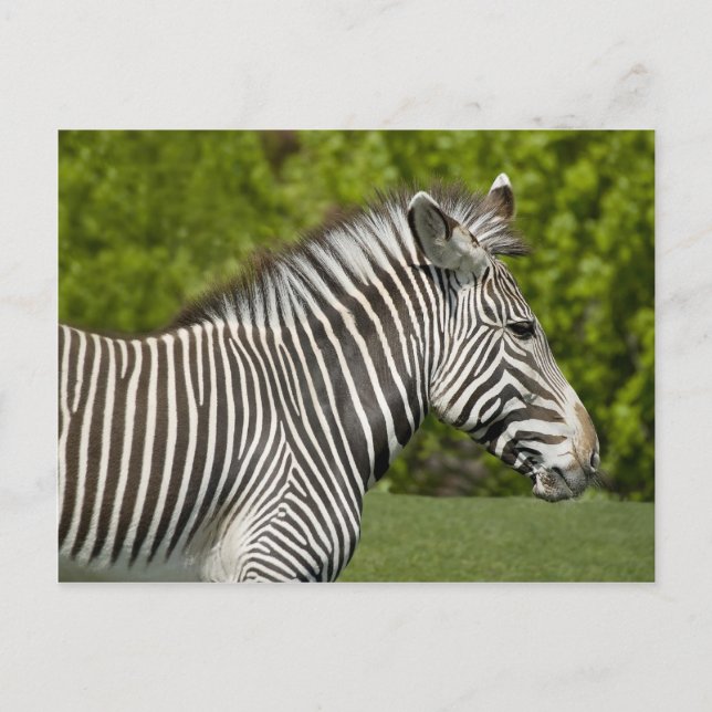 Cartão Postal Zebra (Frente)