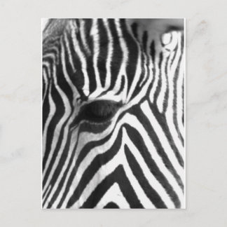 Cartão Postal Zebra