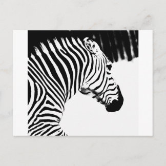 Cartão Postal Zebra