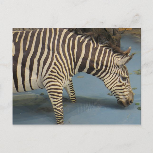 Cartão Postal Zebra (Frente)