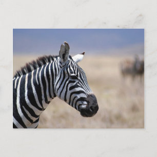 Cartão Postal Zebra