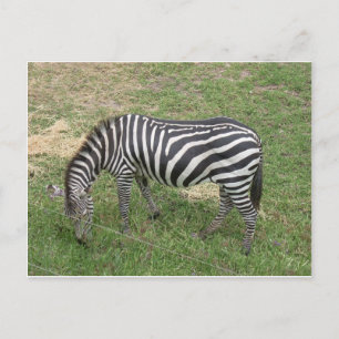 Cartão Postal Zebra