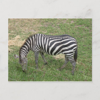 Cartão Postal Zebra
