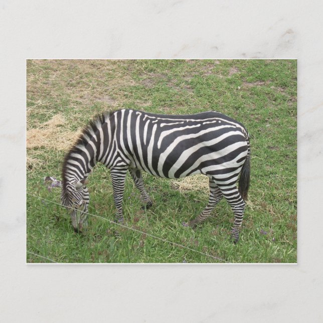 Cartão Postal Zebra (Frente)