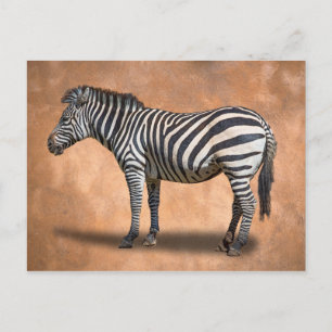 CARTÃO POSTAL ZEBRA