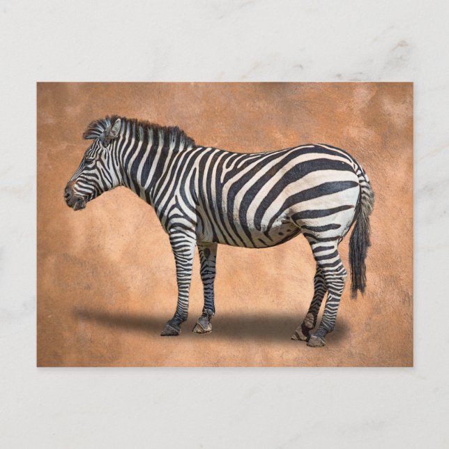CARTÃO POSTAL ZEBRA (Frente)