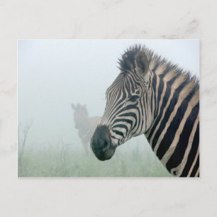 Cartão Postal Zebra