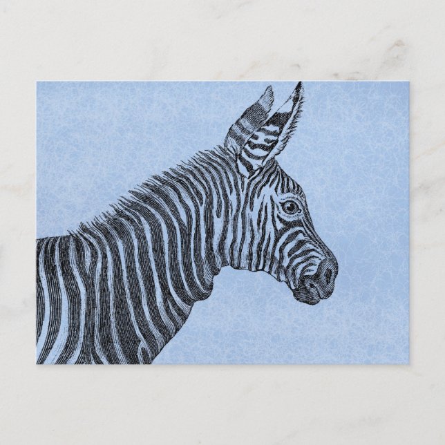 Cartão Postal Zebra (Frente)