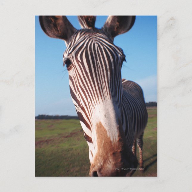 Cartão Postal zebra 2 (Frente)