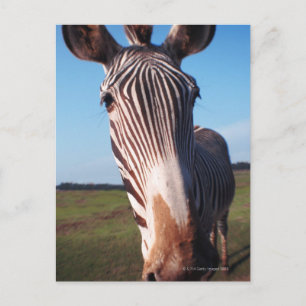 Cartão Postal zebra 2