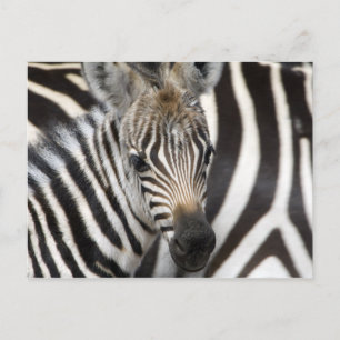 Cartão Postal Zebra Baby