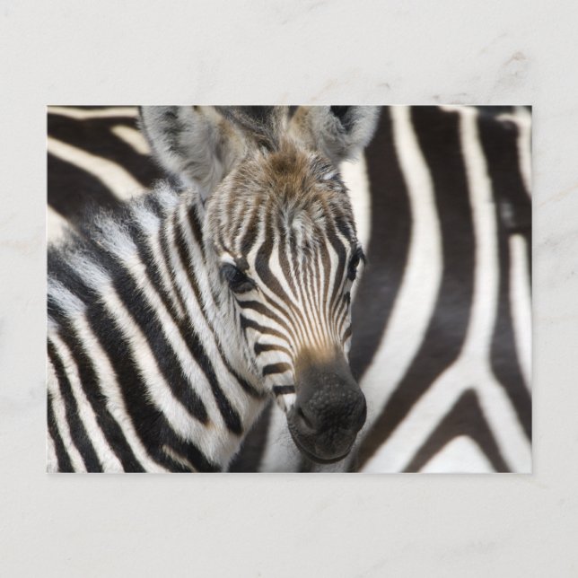 Cartão Postal Zebra Baby (Frente)
