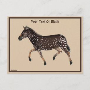 Cartão Postal Zebra Bolinhas