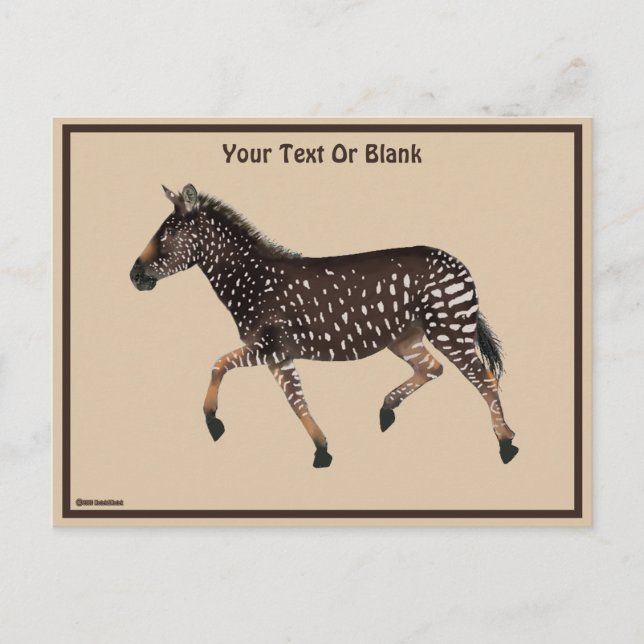 Cartão Postal Zebra Bolinhas (Frente)