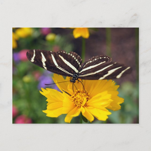 Cartão Postal Zebra Butterfly Beauty (Frente)