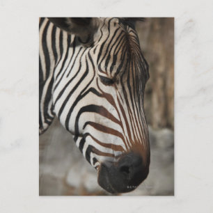 Cartão Postal Zebra, close-up