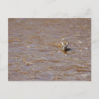 Cartão Postal Zebra Crossing