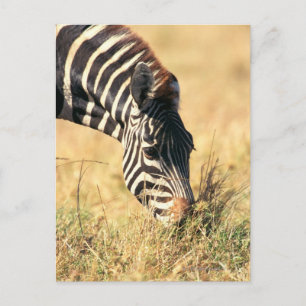 Cartão Postal zebra de Burchell 2