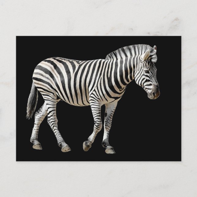 Cartão Postal Zebra de Burchell Isolada (Frente)