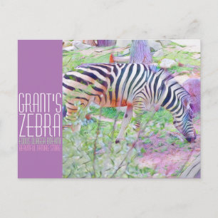 Cartão Postal Zebra de Grant [Cartão-postal]