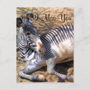 Cartão Postal Zebra do amor_