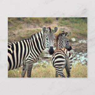 Cartão Postal Zebra do Grant