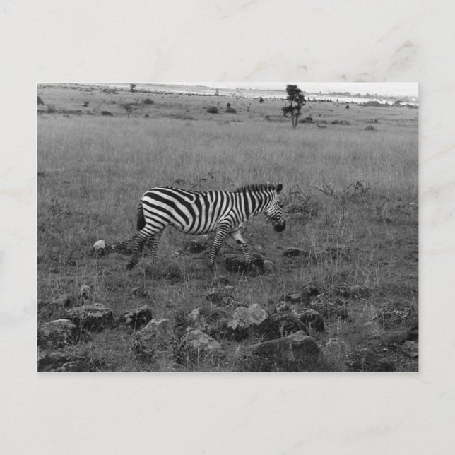 Cartão Postal Zebra do Quênia na Natureza (Frente)