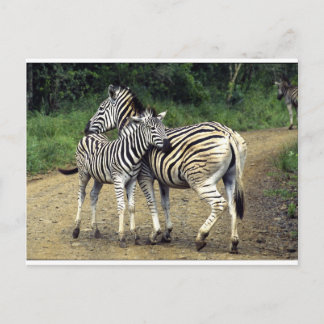 Cartão Postal zebra e bebê