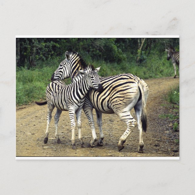 Cartão Postal zebra e bebê (Frente)