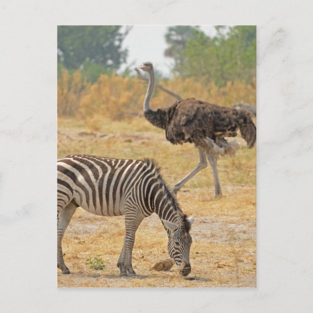 Cartão Postal Zebra e Ostrich TomWurl.jpg (Frente)