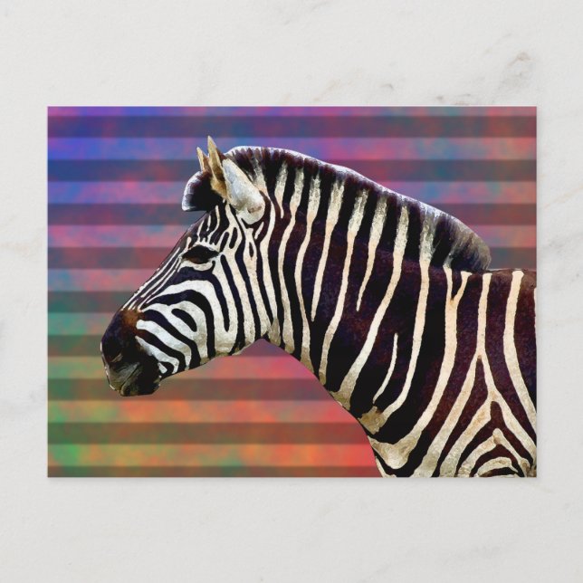 Cartão Postal Zebra em listras psicadélicos (Frente)