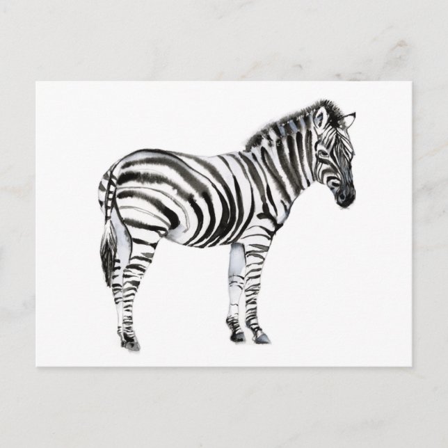 Cartão Postal Zebra em pé (Frente)