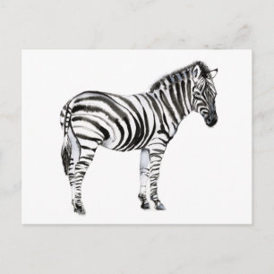 Cartão Postal Zebra em pé
